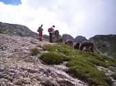 Salita sulla GRIGNA SETTENTRIONALE dal sentiero estivo 25 sul versante valsassinese - sabato 23 luglio 2011 - FOTOGALLERY